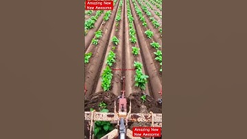 How to Remove weed from field | How to make Ridges| How to do intercultural activities in the Crop|