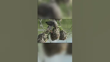 Ястреба Уничтожает Гнезда Ткачей