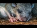 Соня-полчок (Glis glis): бесстрашная мать и её очаровательные малыши | Film Studio Aves