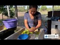 Botando mangos de COCHE|Frutas de la temporada