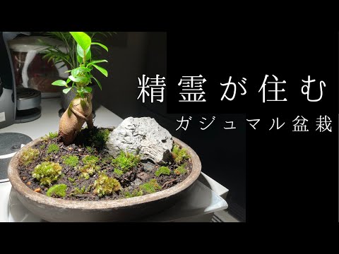 ガジュマル株立ち盆栽素材（樹齢25年） ガジュマル株立ち盆栽素材（樹齢25年）
