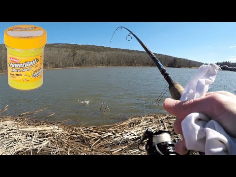 BEST Powerbait for TROUT FISHING! We Limited Out in 1 HOUR 