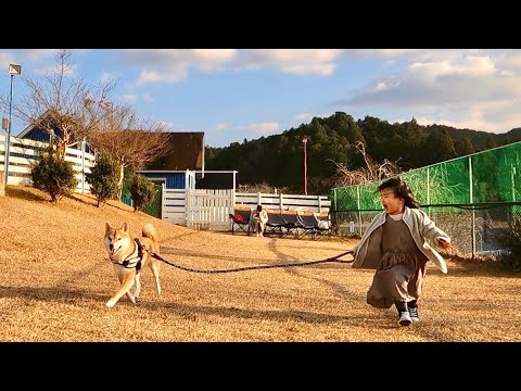 柴犬さんと散歩したいという2歳娘の願いを叶えてあげた