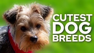 Top 10 Cutest Dog Breeds by TOP10 2,117 views 8 months ago 5 minutes, 11 seconds