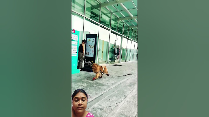 Lady plays Hide and seek with her dog🥰🥰#dog #funny #trending #shorts #comedy #short #shortvideo