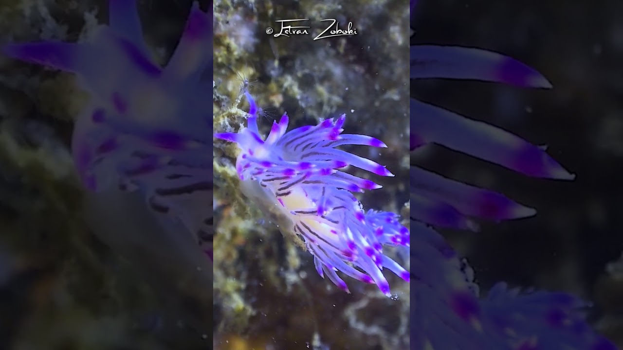 🌊✨ Meet the ocean's own fashion icon:the Flabellina rubrolineata! #