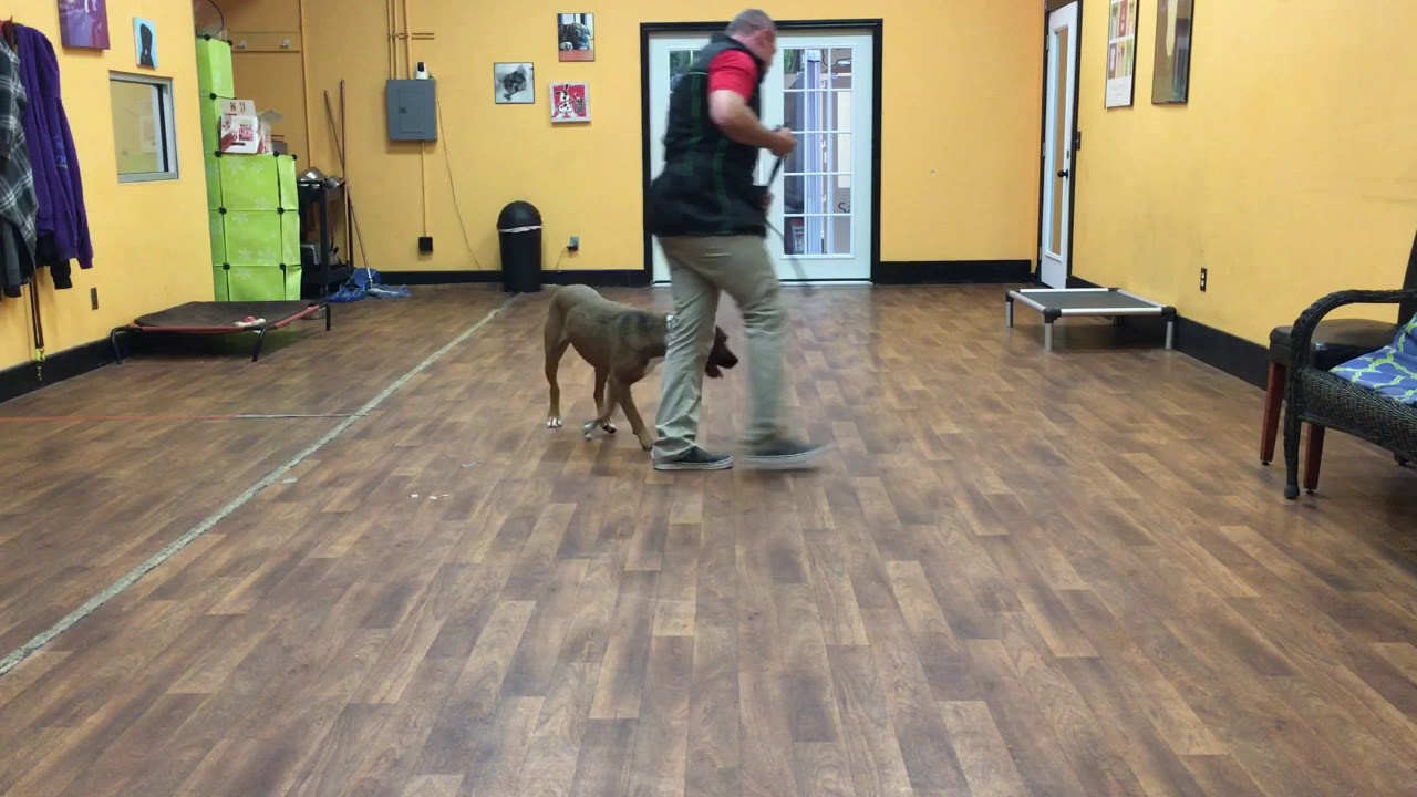 San Antonio Dog Training Co. Buddy YouTube