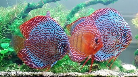 Cá Dĩa đẹp nhiều màu sắc hoa văn (VietSub)-Discus Fish