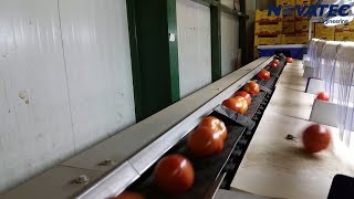 Novatec S.A. - Sorting & Packing Line for Tomatoes (UNI-ONE)