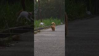Barong and the gang were running but Marsela said “watch this”
