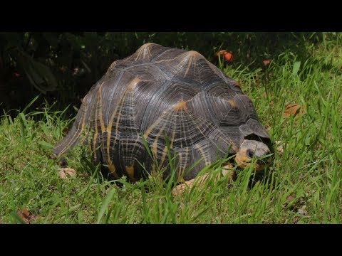 Video: Pet Scoop: Dua Jaguar yang Terancam Punah Lahir, Kura-kura Diselamatkan Dari Situs Konstruksi