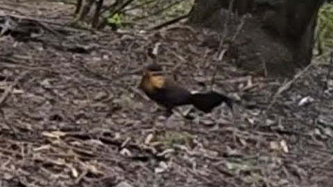 BẪY GÀ RỪNG,GÀ BỔI TƠ VỀ 2 CON LUÔN...