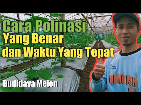 Video: Bagaimana Anda menanam melon di teralis?