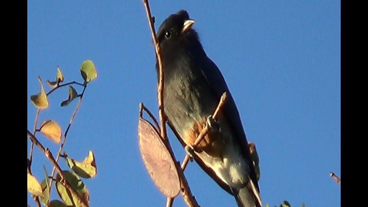 Urubuzinho, Chelidoptera tenebrosa, Swallow-winged Puffbird, 