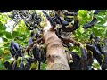 لهاذا السبب يجب زراعة شجرة الخروب في المنزل Carob tree cultivation