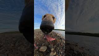 Gopro | Alaskan Brown Bear Encounter 🎬 Casey Cooper #Shorts #Wildlife