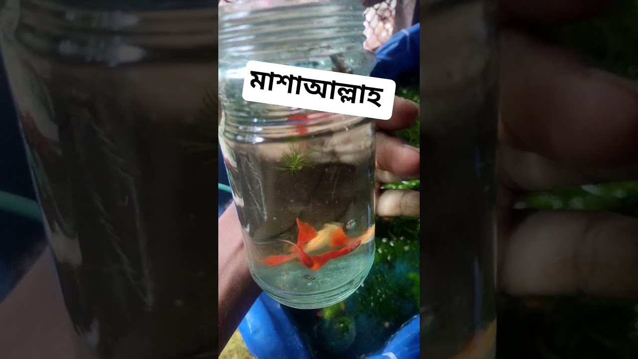 Red Moscow Guppy