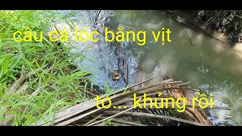 Câu cá lóc bằng vịt # con cá lóc táp dử|| Phương fishing , hunting trap