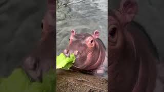 Baby Hippo Fritz Looking for Attention  Cincinnati Zoo #shorts