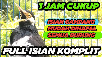BURUNG JALAK SUREN GACOR ISIAN FULL gampang dihafal mudah masuk untuk PANCINGAN MASTERAN SEMUA JALAK