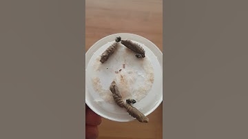 Vibrating chrysalides after removing the lid move to butterfly net