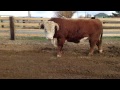 Hereford stud bull with attitude