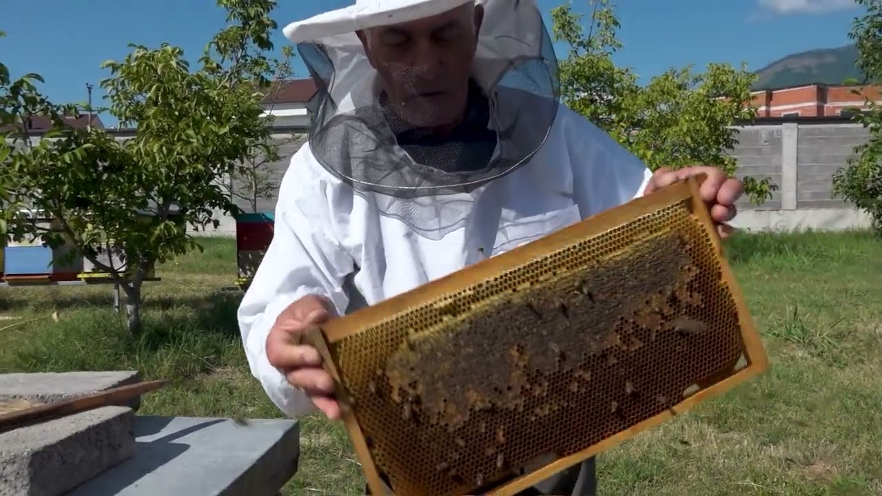 Rëndësia e bletëve në bujqësi dhe prodhimin e mjaltit cilësor