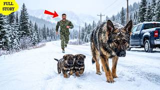 A Navy SEAL Found a Mother Dog and Her Two Puppies in the Snow… But She Refused to Stop Walking