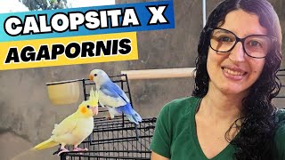 DA PRA DEIXAR CALOPSITA E AGAPORNIS NA MESMA GAIOLA/VIVEIRO ? | TENHO UMA NOVIDADE  UDP