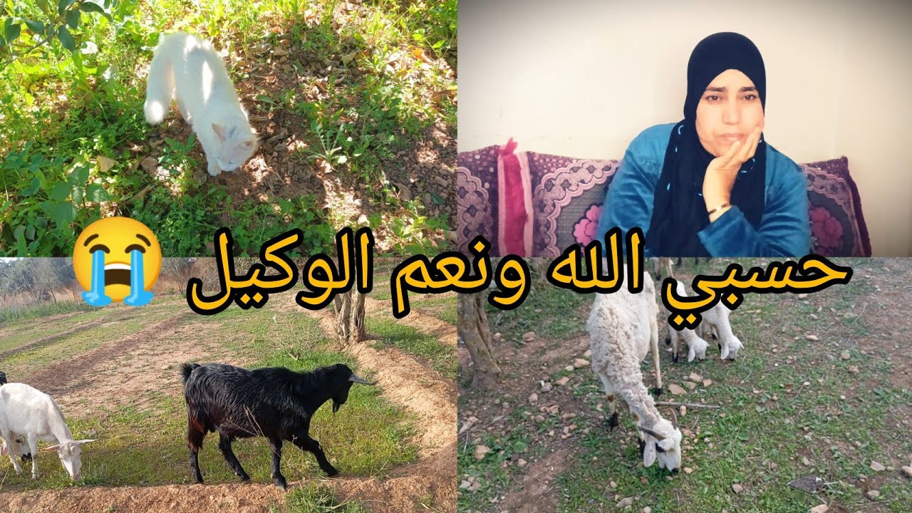 صدموني عاود فهاد المشة 🐱الله يخلصهم💔