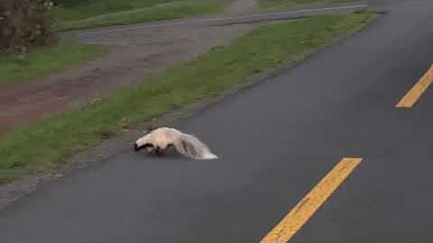 DeNice’s DEER, SKUNK & BUNNY Walk