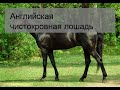 Английская чистокровная лошадь