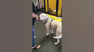 Gunny Is A Big Goofball Dogo Argentino 
