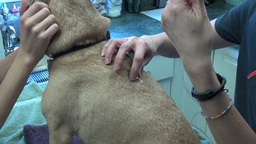 How to administer subcutaneous fluids (SQ fluids) to a dog/cat/small mammal