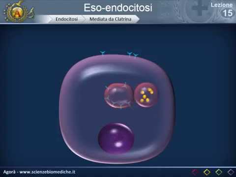 Citologia 15 - Eso endocitosi