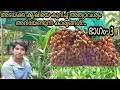 Fertilizer application and caring method of arecenut cultivation ( Areconut cultivation part 3)