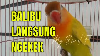 CARA Cepat MEMIKAT LOVEBIRD Paud BALIBU agar CEPAT NGEKEK, Cukup Dengan SUARA Lovebird NGEKEK EMOSI