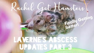 Dwarf Hamster Abscess // Laverne's Continued Abscess Issue & How She's Doing Now!