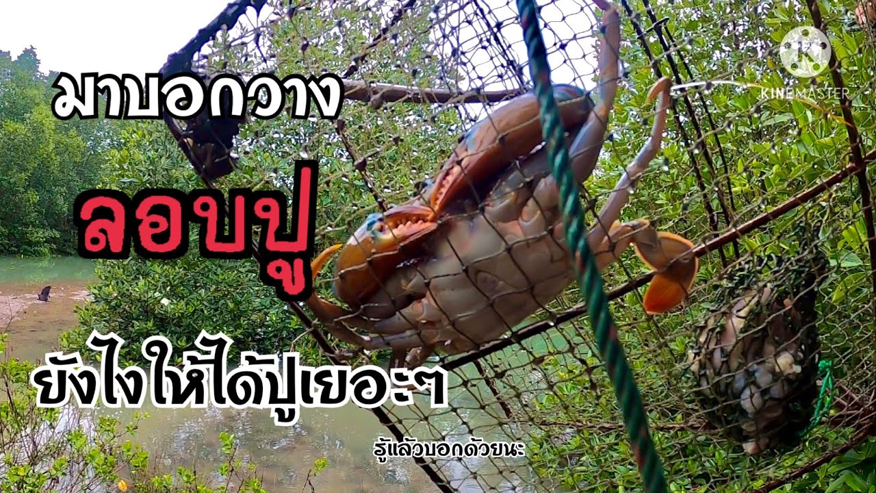 วางลอบปูดำ ตามแนวป่าโกงกาง ครั้งแรกก็หมานซะแล้ว