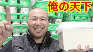 クワガタ&カブトムシ用の添加剤をいろいろ混ぜてみた（粟國土建） Beetle or stag beetle videos