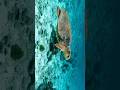 “Relax With the Sea Turtle #nature #relaxing #peaceofmind