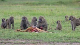 Baboon Eating An Impala