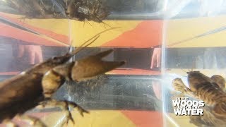 Name a New Species!