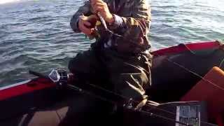 Морская рыбалка. Треска.