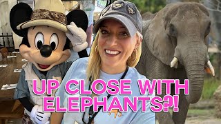 DISNEY WORLD HIDDEN GEMS: Elephant Tour & Tusker House Dining | Animal Kingdom, Caring For Giants
