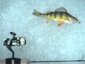 ice fishing perch