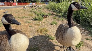 OG Geese Pair Have Seeds & Graze On Grass. 26 July, 2026. 
