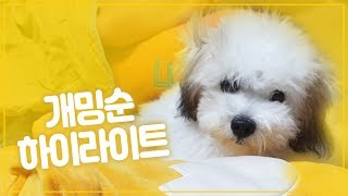 [ENG SUB] A puppy that has been unusual since childhood. (Mingsoon's highlight + viewer reaction)