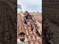 Agricultural cultivation machine #shortsvideo #trendingshorts #tools4life #trending