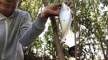 Câu cá đồng: Cá rô, Trê vàng, Thác lác (Trê vàng mập ú nu)